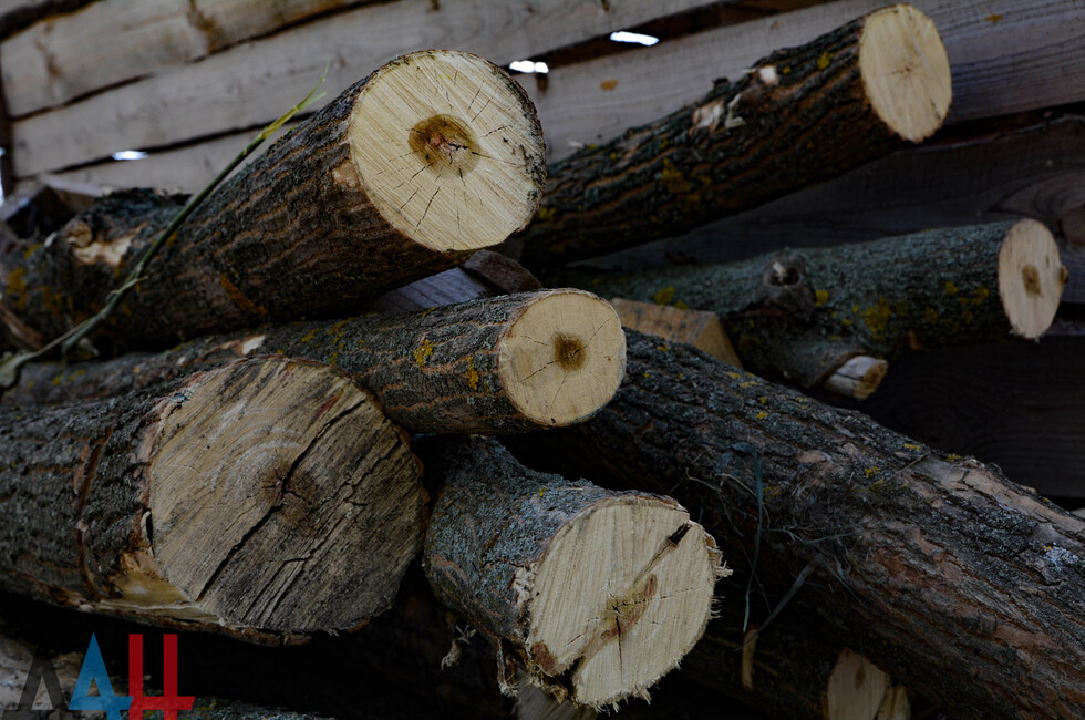 Ущерб от незаконных рубок в ДНР в 2025 году составил 22,7 млн рублей