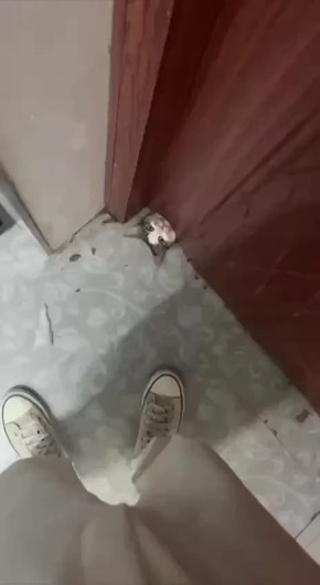 Внимание! Ученые обнаружили новый вид котов!