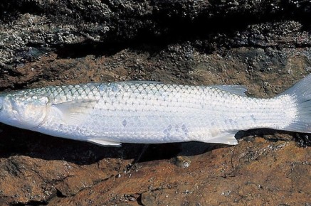 � �������� ���� �� 26% ����� ����� ������ ���������