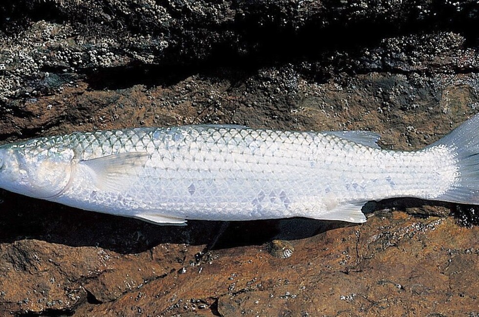 В Азовском море на 26% вырос объем вылова пиленгаса