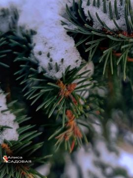 ������ ����, ������� �����!