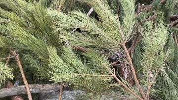 ����������� ���������������� ��������� � ����� �������� ����������