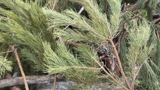 ����������� ���������������� ��������� � ����� �������� ����������