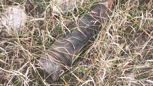 12345Полицейские несут службу на территории освобожденных в ходе СВО населенных пунктов