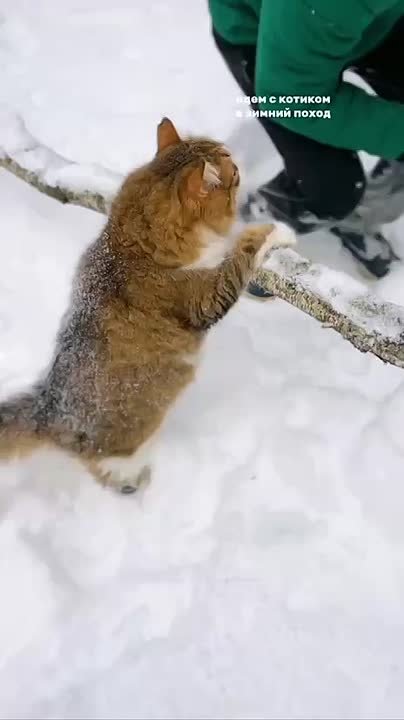 Добираемся на работу вместе с котом-путешественником! Сегодня мерзнуть будем так: