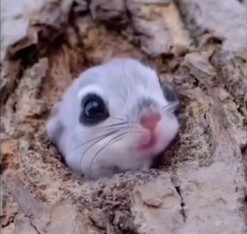 ������ ���: �������� ���������� ������ �������� ��������