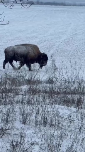 Бизоны возле Саур-Могилы. ПОДПИСАТЬСЯ