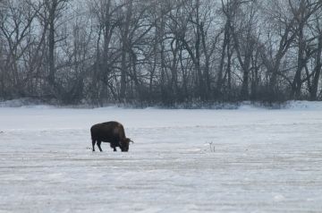 ��� ������ ��������. �������� ����������, ��� ���� ����� ��� ������� � ��������