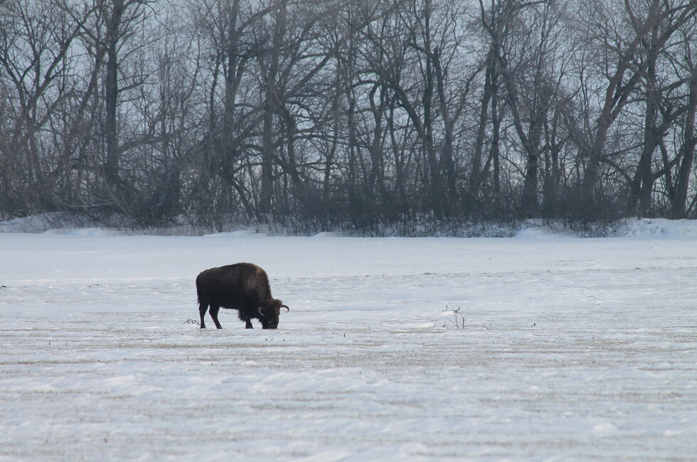 Без резких движений. Дончанам рассказали, как себя вести при встрече с бизонами