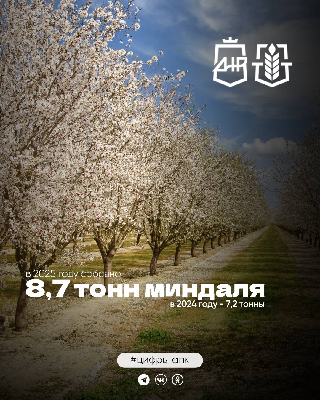 В 2025 году в ДНР зафиксирована положительная динамика в сегменте промышленного выращивания миндаля