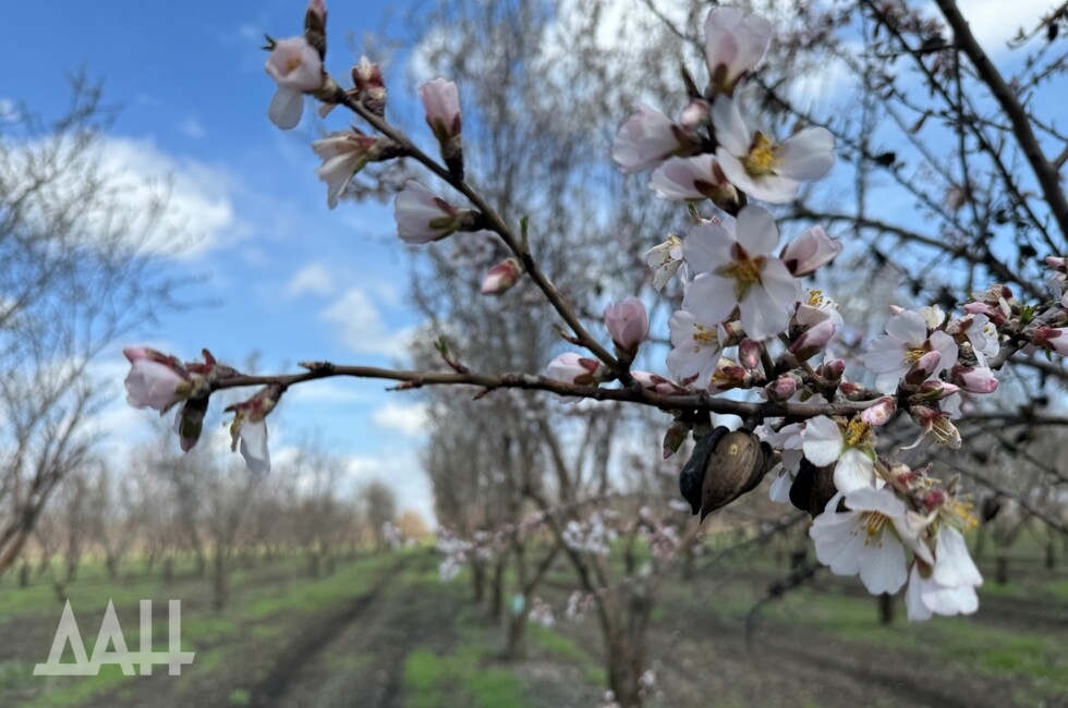 В ДНР вырастили миндаля больше, чем ожидали