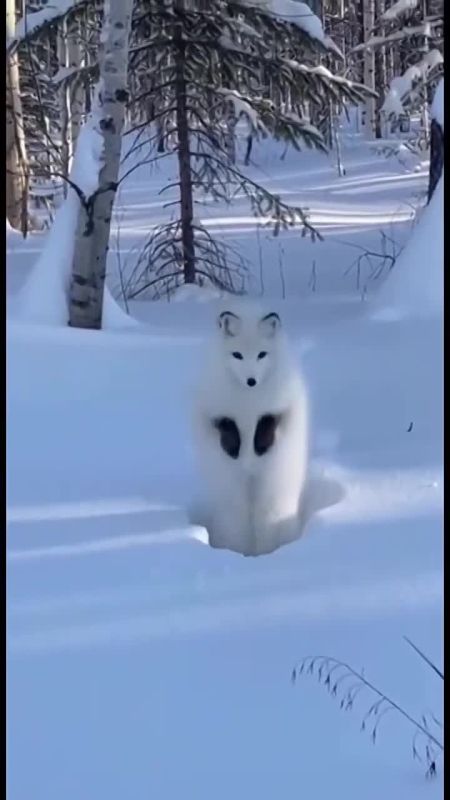 � ��� ������ �����. � ��������������� ���������� ����