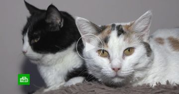 ������ ��������� ������: ��������� ���������� �������� �� ���� ���