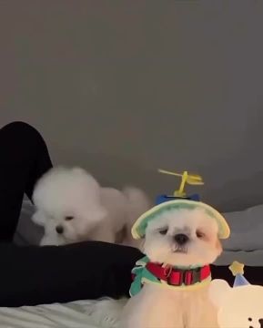 ��������� ����, ��� ����������� ��� ������, ��������� �� �������: