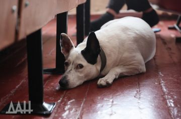 Правительство РФ поддержало идею об изъятии животных у жестоких владельцев