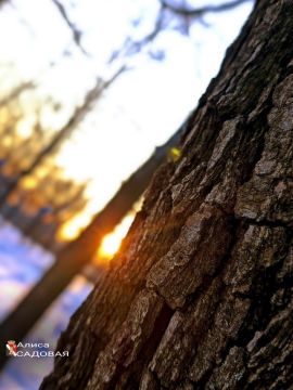 ������ ����, ������� �����!