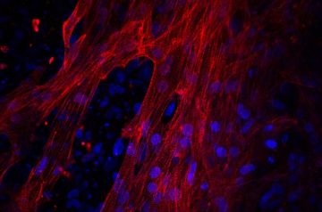 ������ ��������� � �������� �������� ������ �� ������ �����