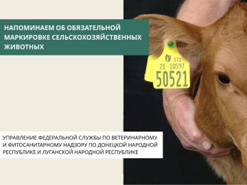 ����� � ����� ���� �������� ����������� � 2026 ����?