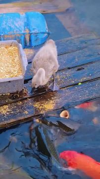 ��� ���������: ���� ������� � ������