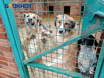 «Ледяная вода и щели в будках»: директор донецкого приюта «Животные в городе» ответил на обвинения в соцсетях