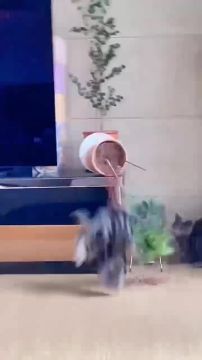 Начнём утро с картины, так знакомой всем кошатникам