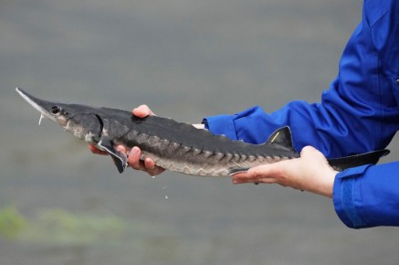 Порядка 400 тыс. молодых особей белуги выпустят в Азовское море в 2026 году