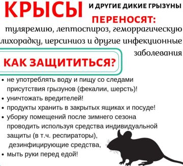 Осторожно, грызуны-переносчики инфекций!