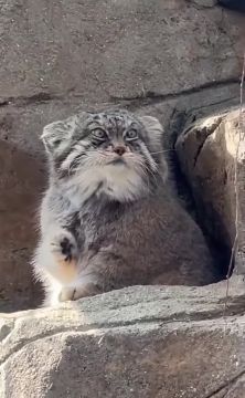 Не забываем привести себя в порядок как манул после зимовки