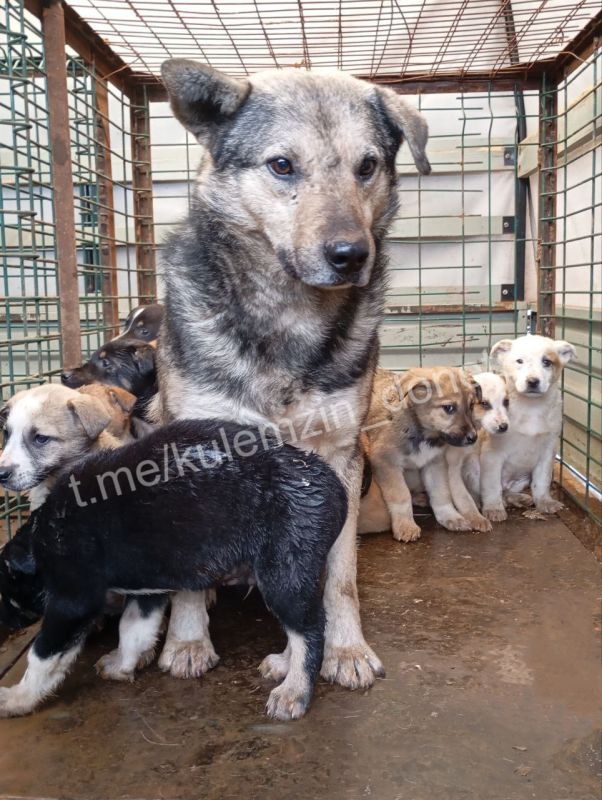 ������� ��������: ����������� ����������� ��������� � ������ �� �� ���� �� ���������� ��������� ���� ������������ ��������� ��������