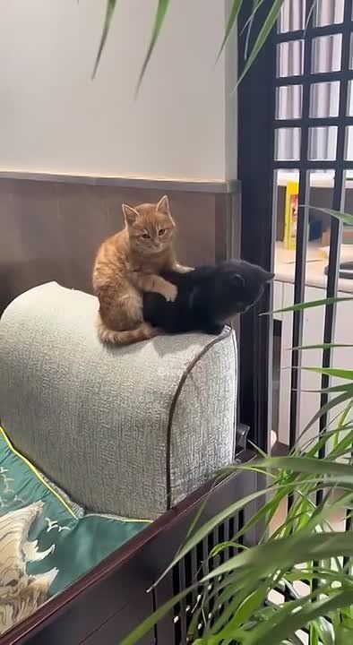 ������ ��������� - ������ � ��������