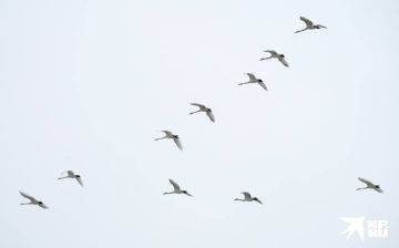 ���� ������� � ���� ��� ���������� ������ �������� ������ � ����� ����� "V"