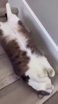 ���� �������� ��������� ���-�� ���