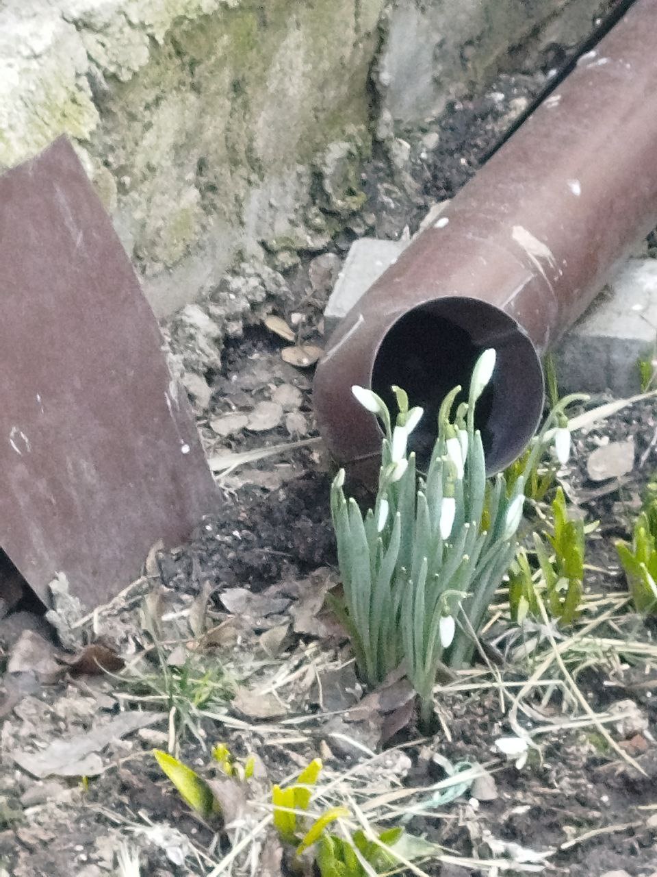 В Мариуполе скоро зацветут подснежники
