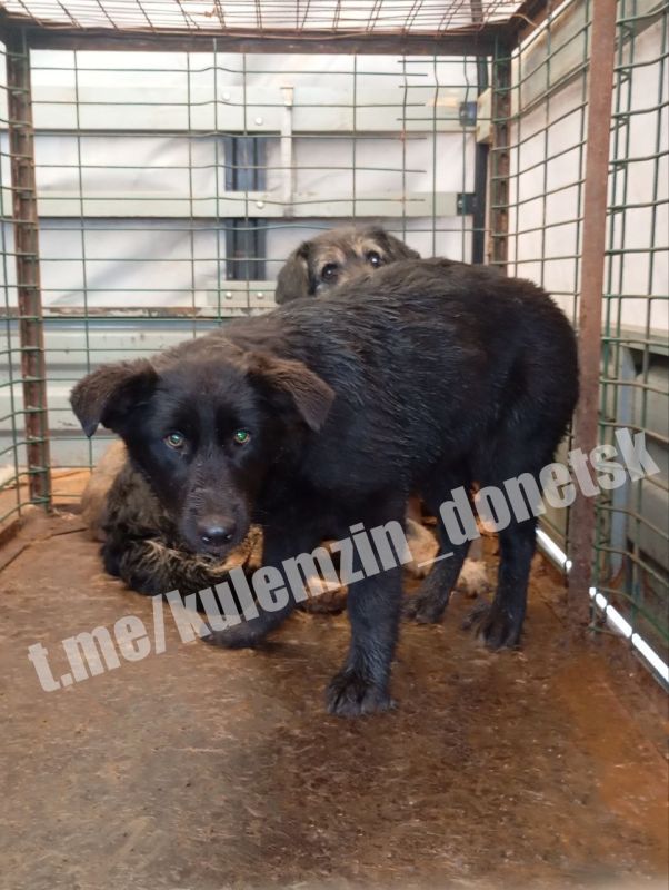 ������� ��������: ���������� ����������� ��������� � ������ ��������� �������� ��������� ��������