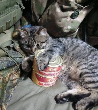 День кошек в России ежегодно отмечают 1 марта