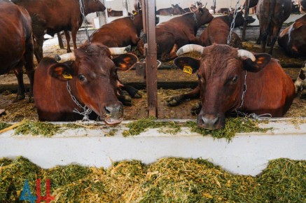Образец и падеж. Комиссию Минсельхоза ДНР шокировала ферма в Новоазовске