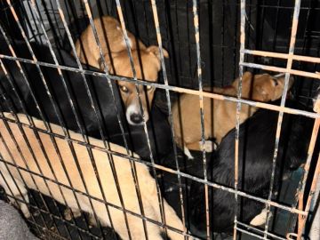 � ������������� ������������� ������ �������� ������ �� ������ ������������ ��������