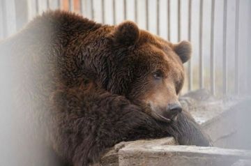 � ������������� �������� ����� ��� ��������� �������