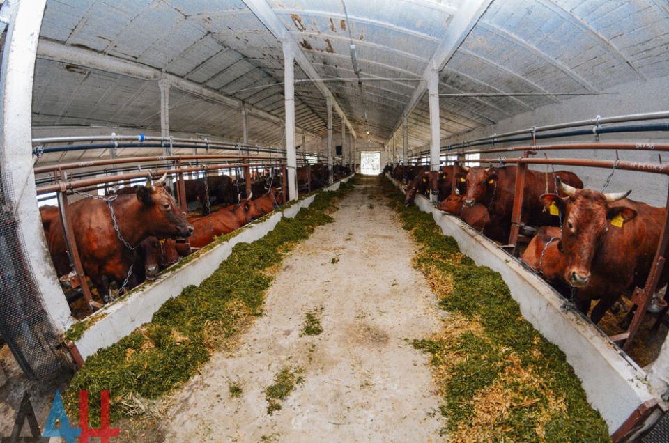 В ДНР уволили руководителя фермы, где скот кормили кормом с грязью