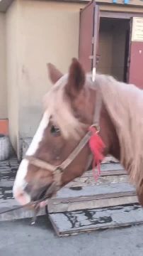 Принца с конём заметили в Макеевке