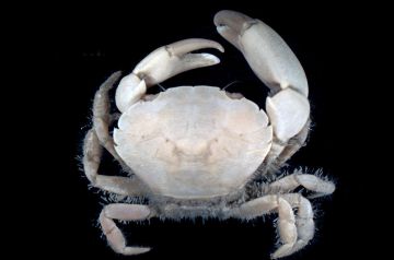 � �������� ���� ������� ������������ ����