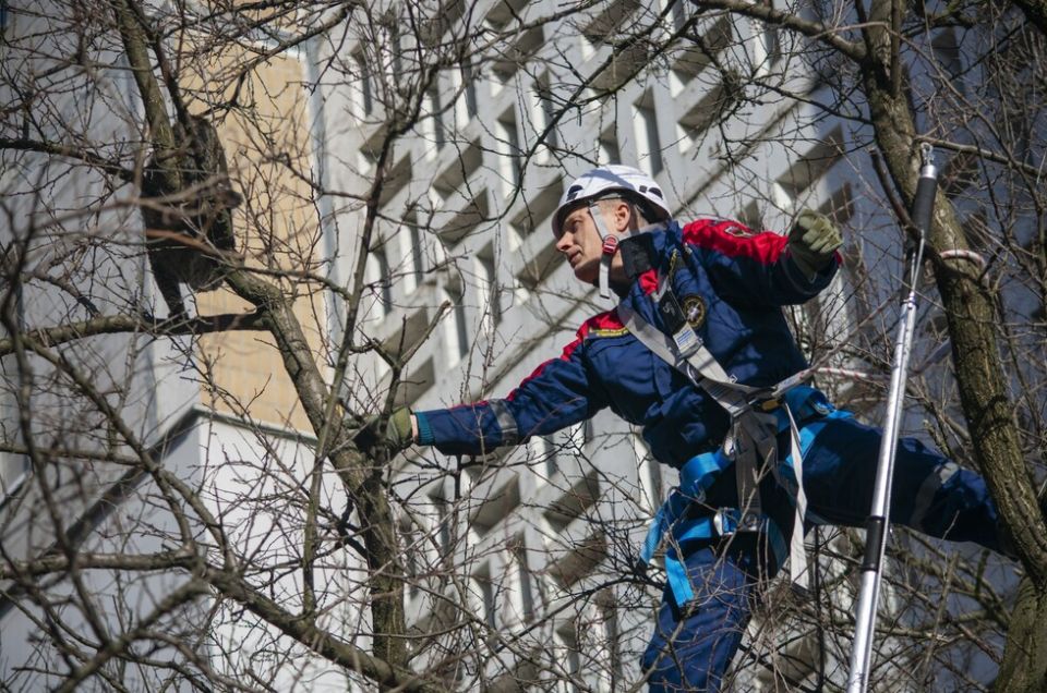 Спасибо не сказал. В Донецке спасли кота, застрявшего на дереве
