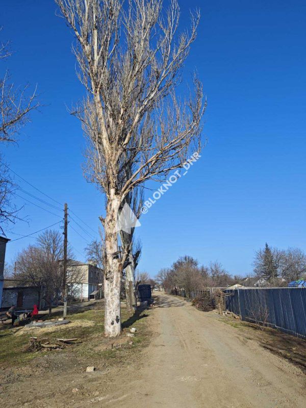 Тополи-сухостои вот-вот расшибут дом и оборвут провода в Пролетарском районе Донецка