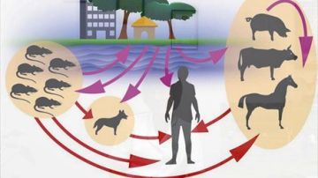 �����������. ��� ������ ��������-�������� �������� �������� � ��������, ��������������� ���������� �����, ������� � ���������� �������, ������� ����������� �������