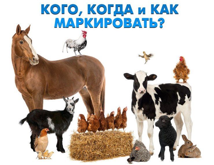 � ������������� ���������� ��������