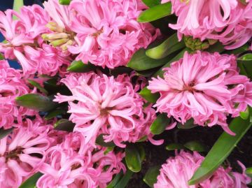 13 ����� � ���������� ��������, ��� �������