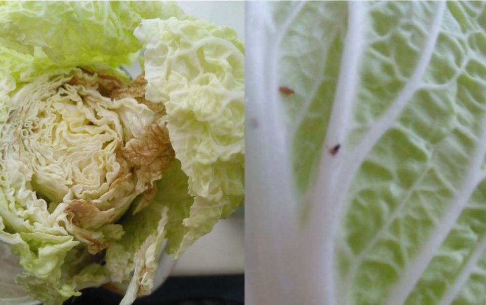 ��������������� �� ��ب� ��������� � ���������� �������