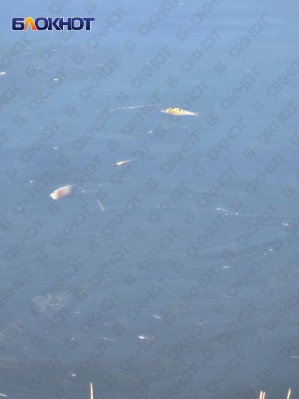 Массовый мор рыбы произошел в водоёме Пролетарского района Донецка