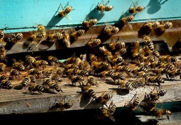 ������������� ����� ����. ������ � ������������ ������� ������ ���� � ���� ���������� ������� �������������� �����, �� ����� �������� ��������� ������� ��������, ����������� �� ������� � �������� ������