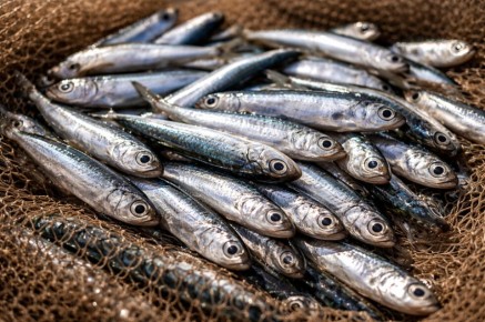 Более 7 тысяч тонн хамсы выловили в Азово-Черноморском бассейне с начала года